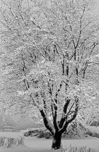 silent snows.jpg